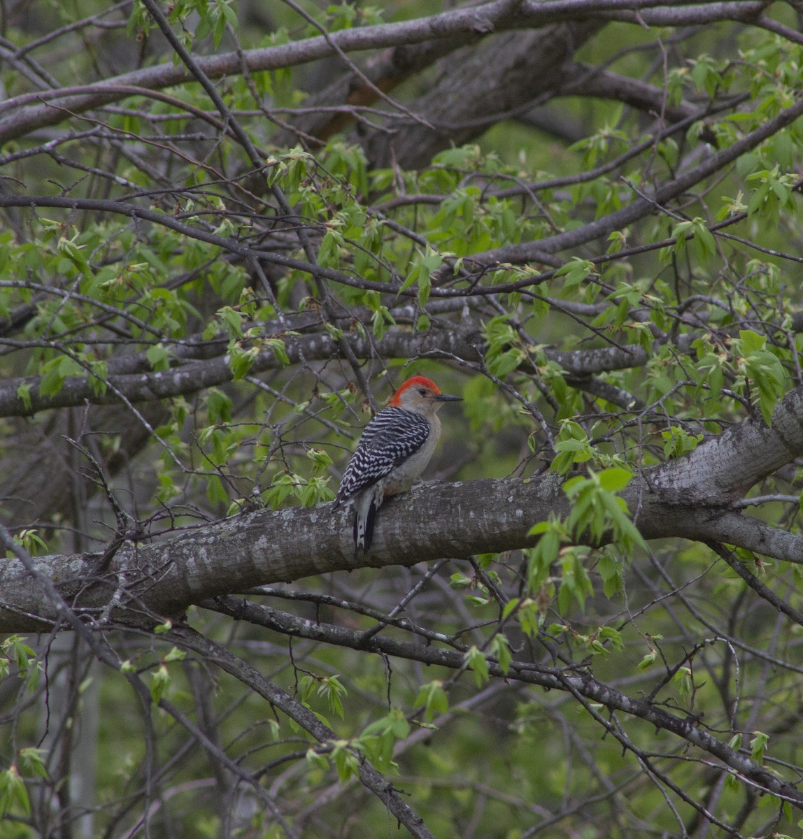 Red-bellied Woodpecker - ML634573695