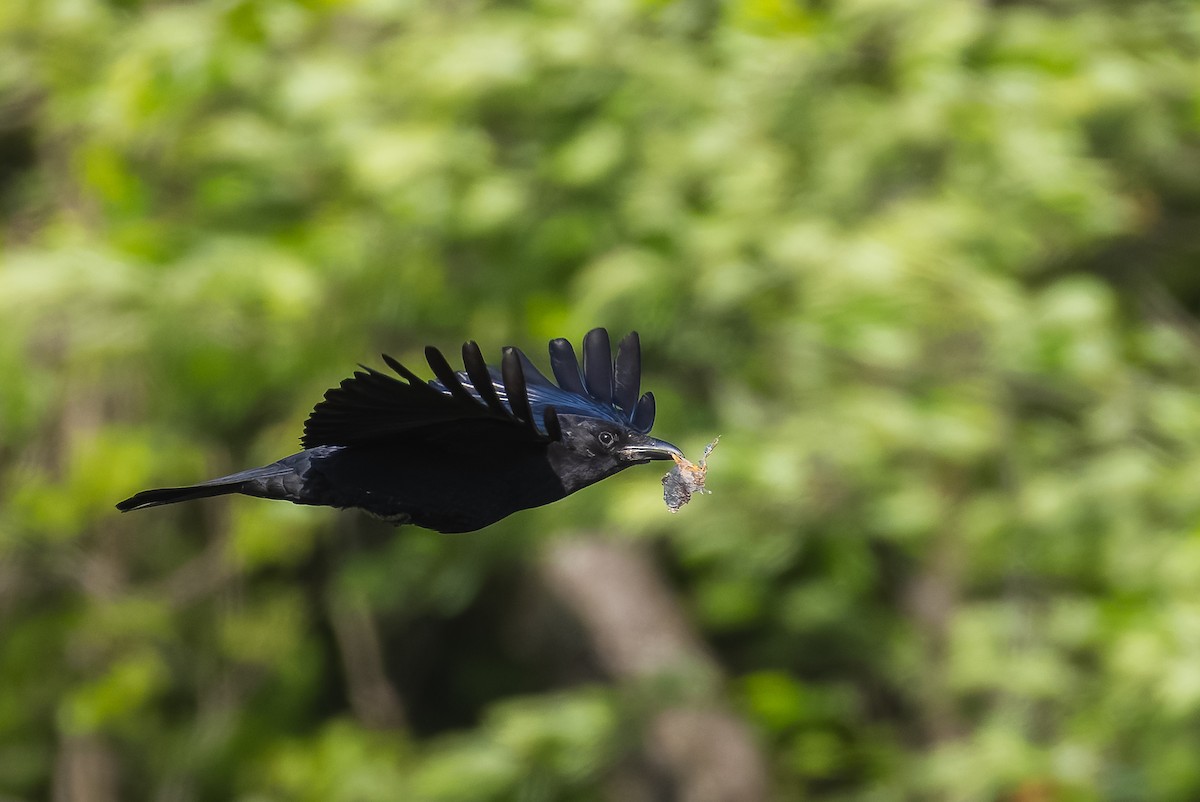 American Crow - ML634573717