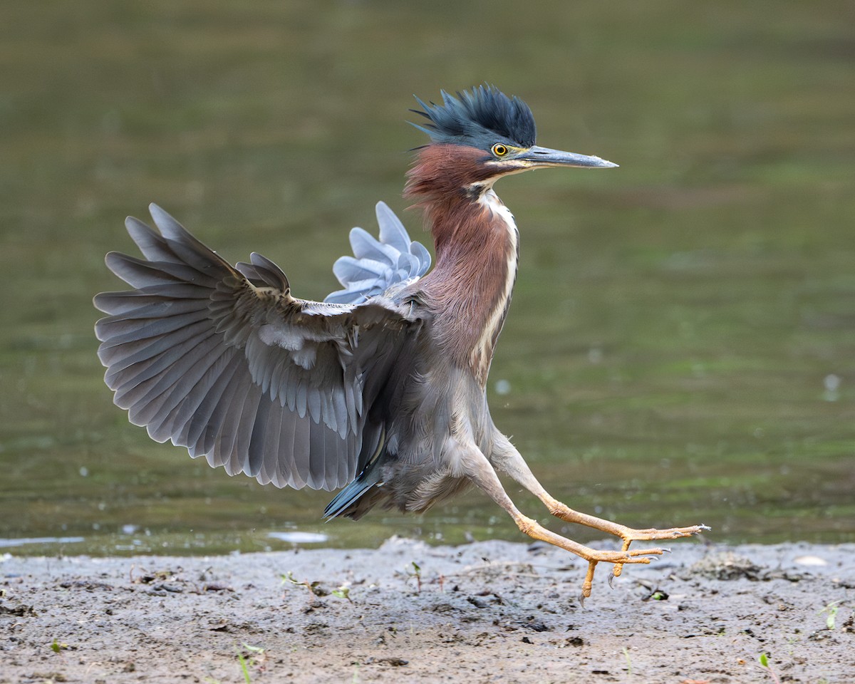 Green Heron - ML634573721