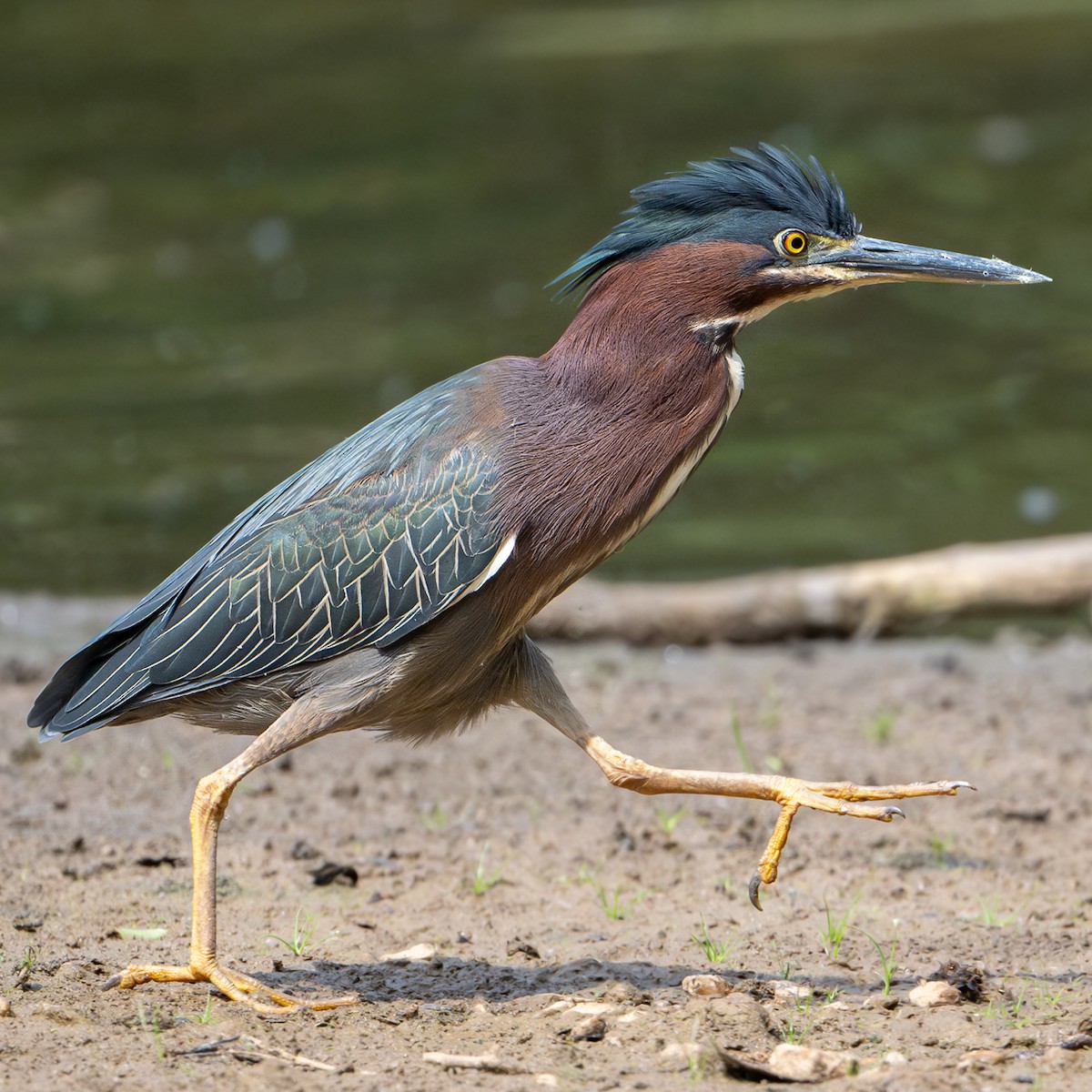 Green Heron - ML634573752
