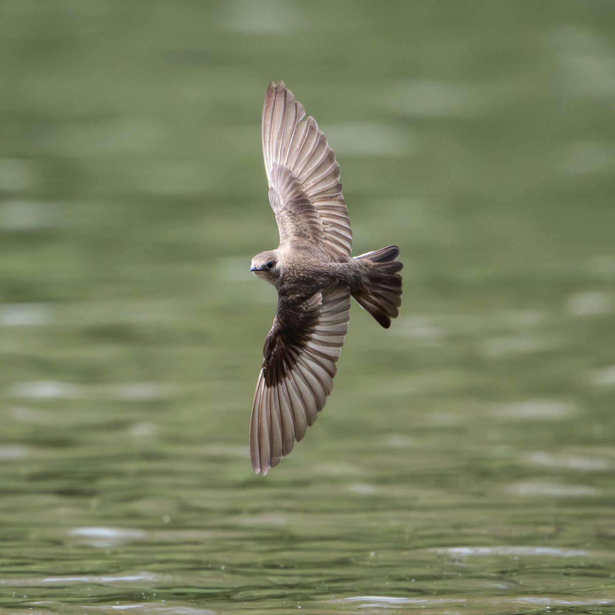 Northern Rough-winged Swallow - ML634573789