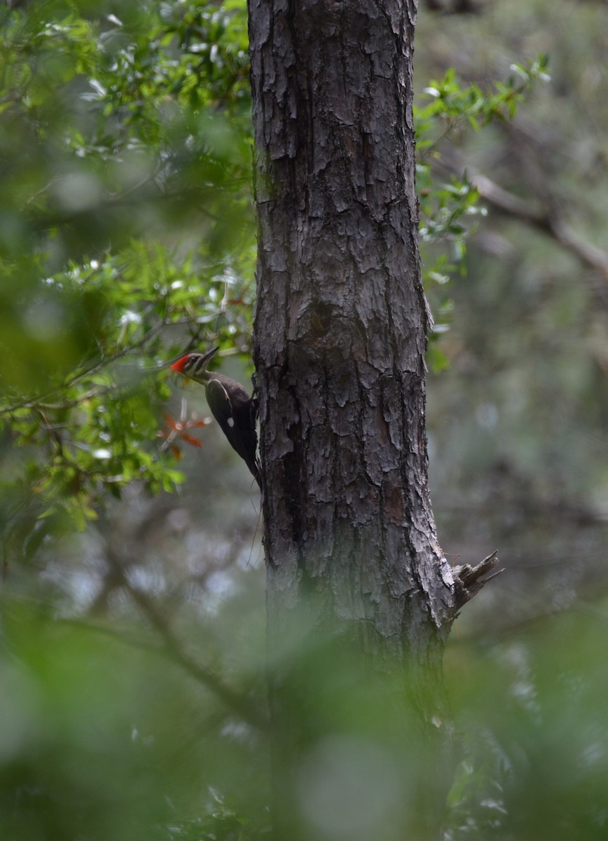 Pileated Woodpecker - ML634573872