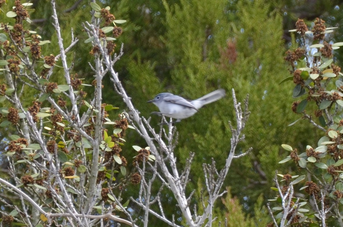 Blue-gray Gnatcatcher - ML634573928
