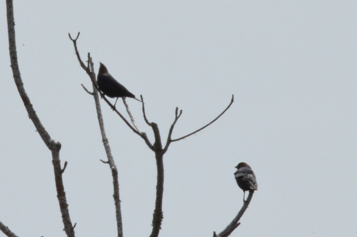 Brown-headed Cowbird - ML634573939