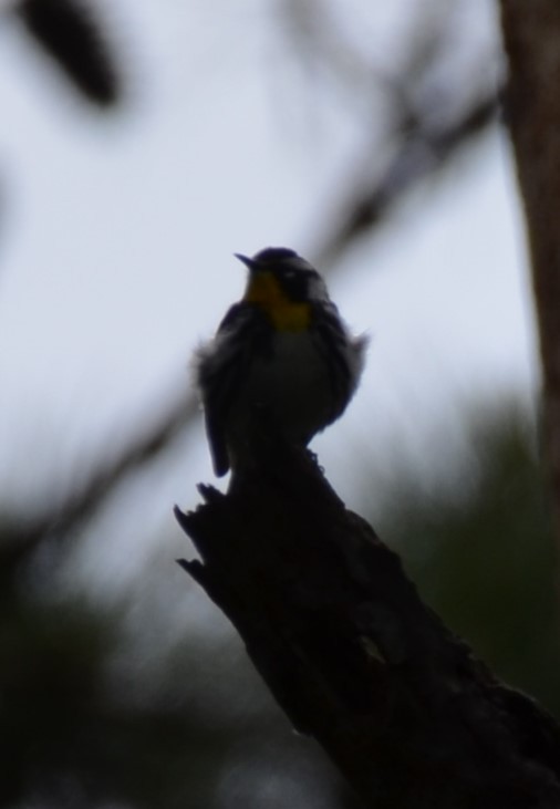 Yellow-throated Warbler - ML634573972
