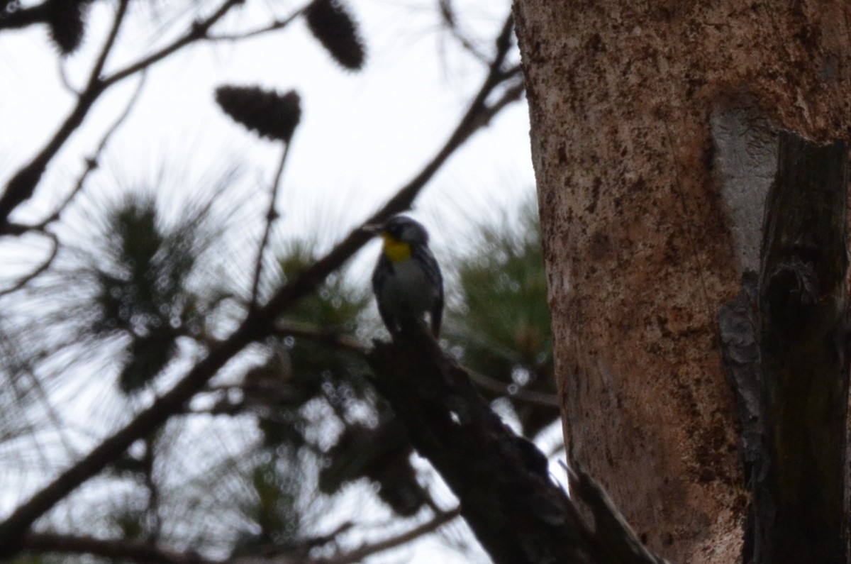 Yellow-throated Warbler - ML634573973