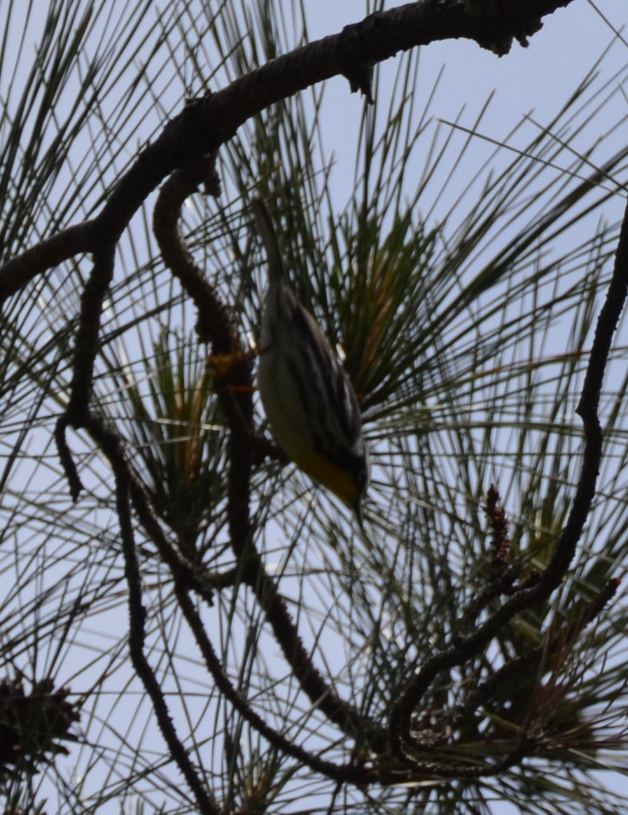 Yellow-throated Warbler - ML634573974