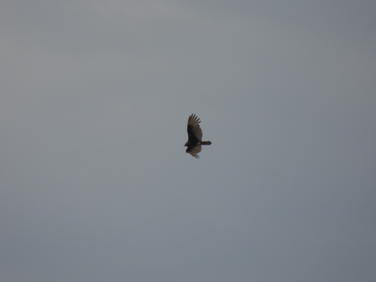 Turkey Vulture - ML634573982