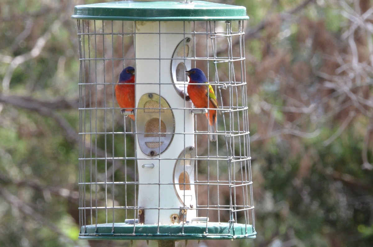 Painted Bunting - ML634574006