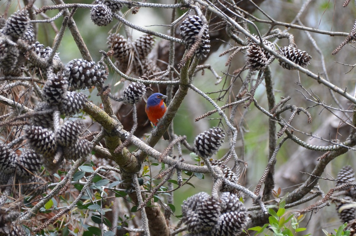 Painted Bunting - ML634574007