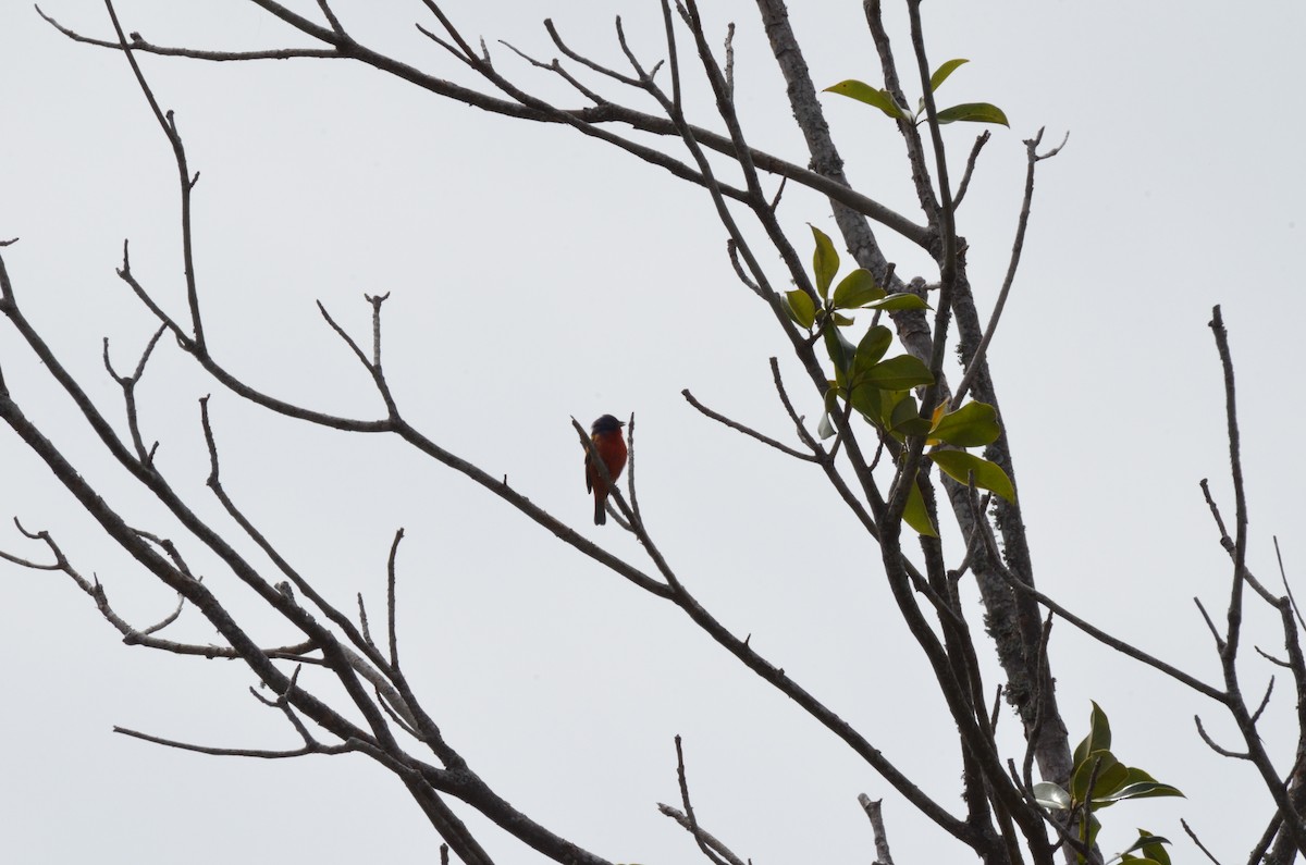 Painted Bunting - ML634574008