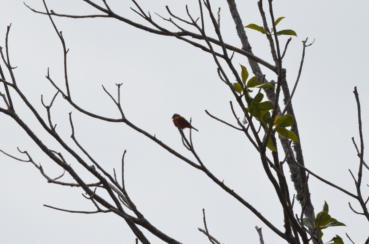 Painted Bunting - ML634574009