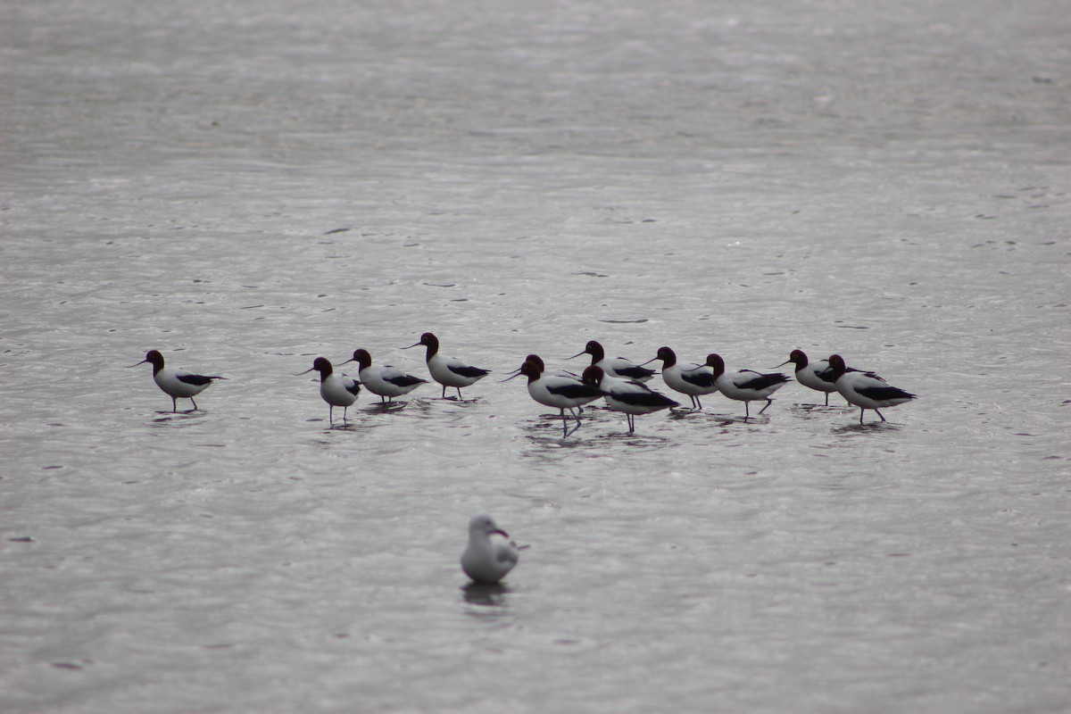 Red-necked Avocet - ML634574068