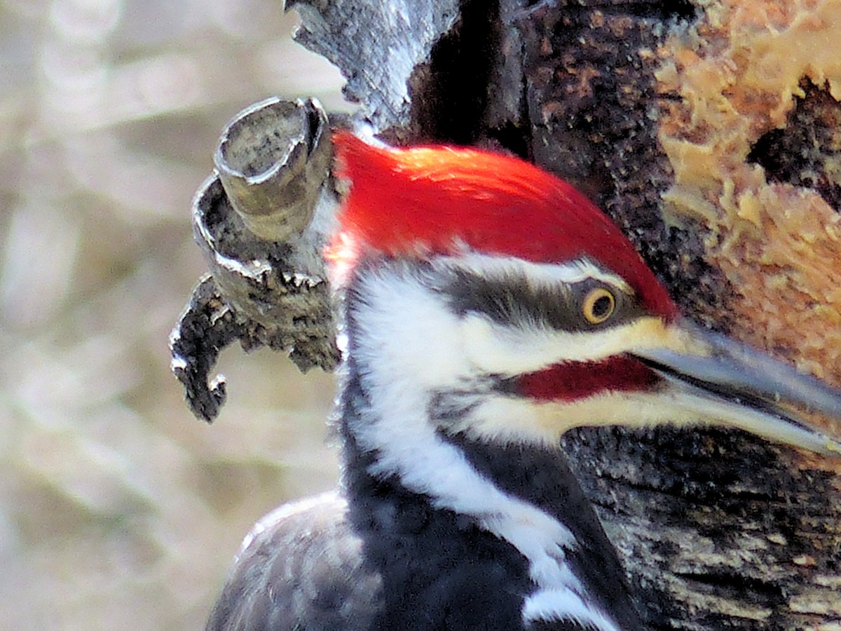 Pileated Woodpecker - ML634574132