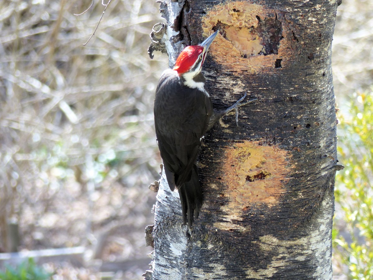Pileated Woodpecker - ML634574133