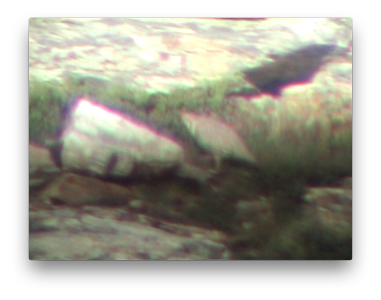 תרנגול שלג הימלאיה - ML634574365