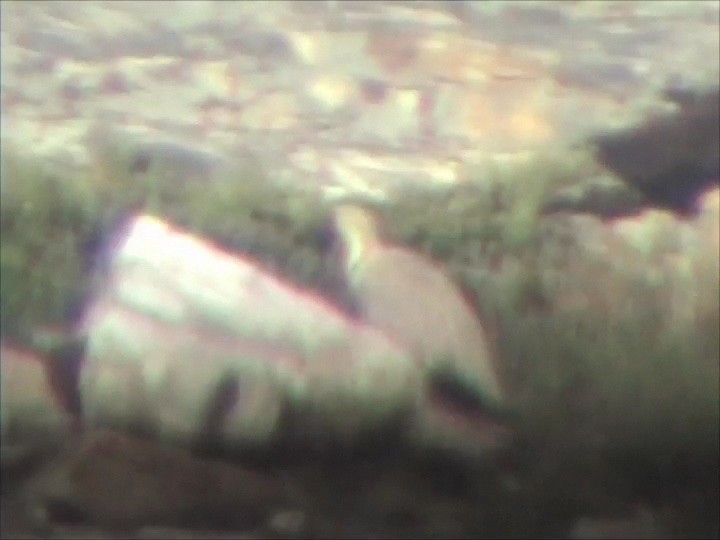 תרנגול שלג הימלאיה - ML634574382