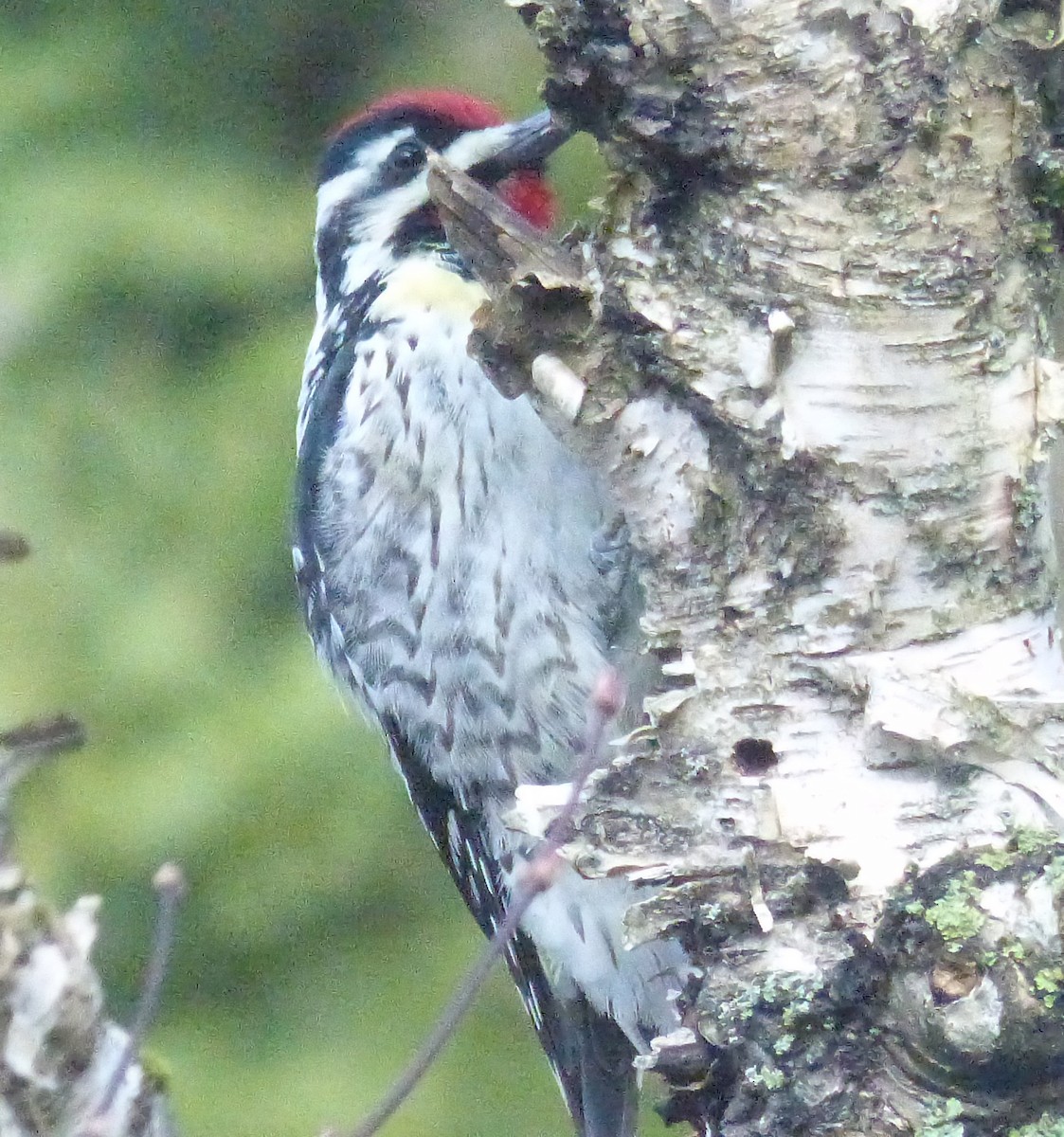 Yellow-bellied Sapsucker - ML634574473