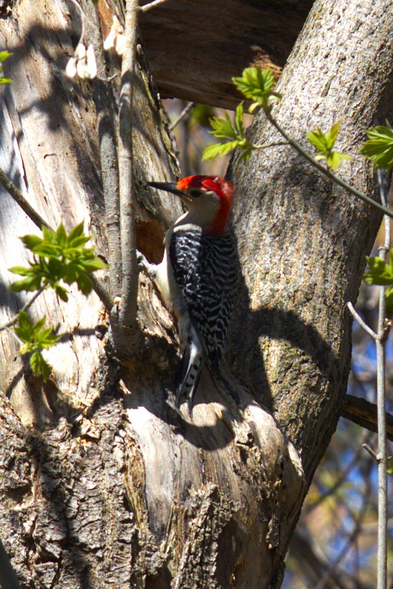Red-bellied Woodpecker - ML634574607