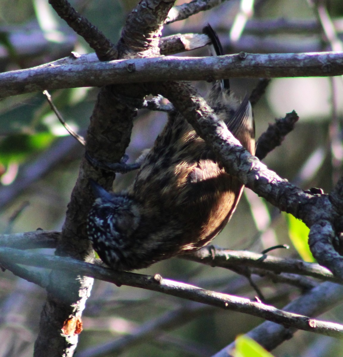 Mottled Piculet - ML634574734