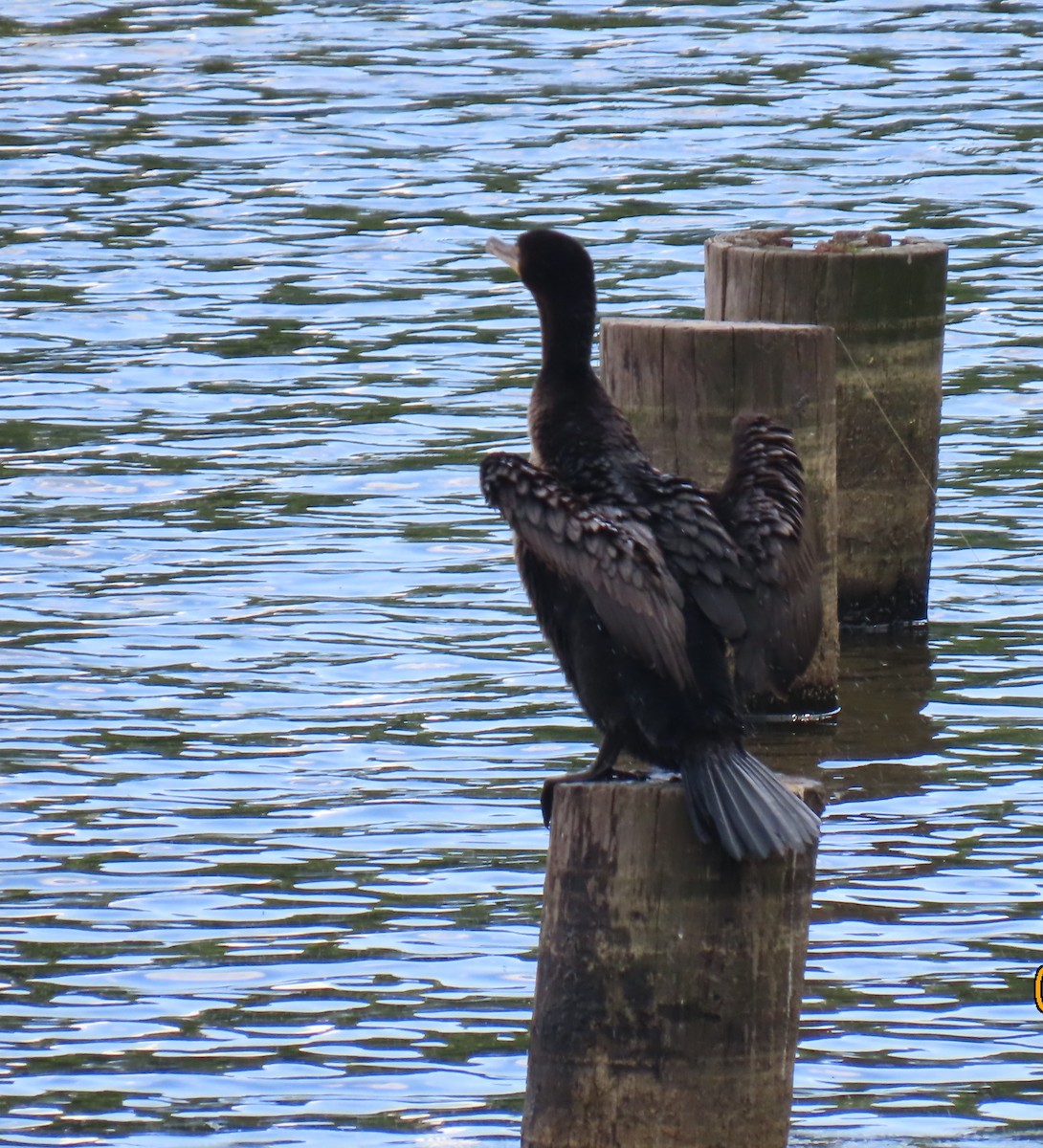 Double-crested Cormorant - ML634574758