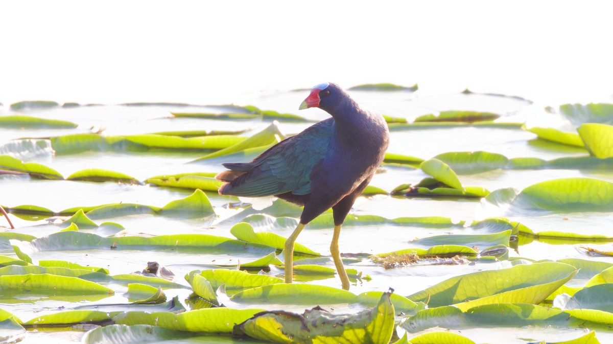 Purple Gallinule - ML634574778