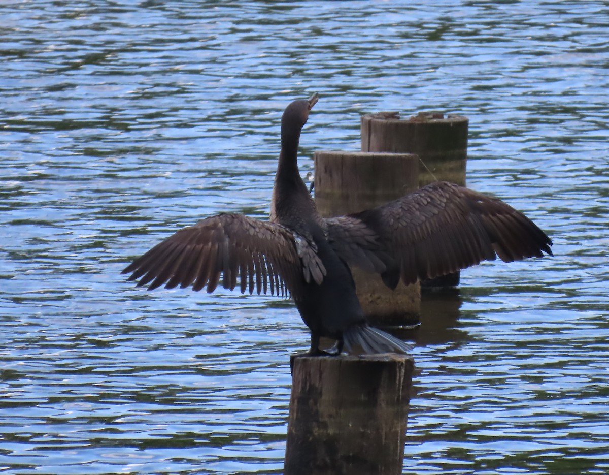 Double-crested Cormorant - ML634574794