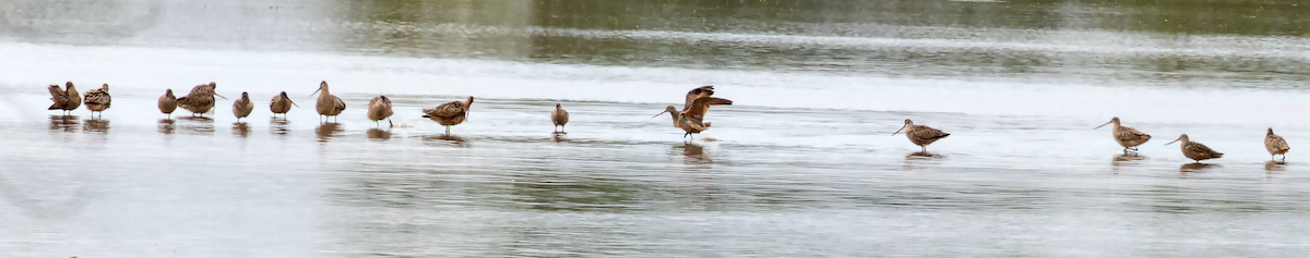 Marbled Godwit - ML634574839