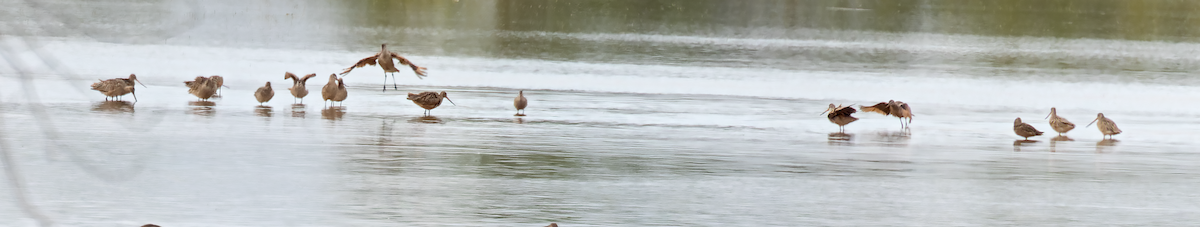 Marbled Godwit - ML634574840
