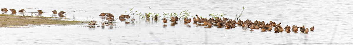 Short-billed/Long-billed Dowitcher - ML634574885