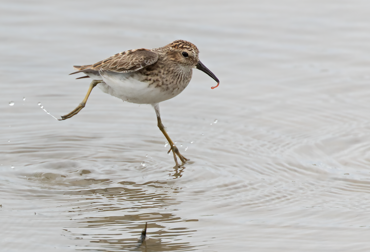 Least Sandpiper - ML634574937