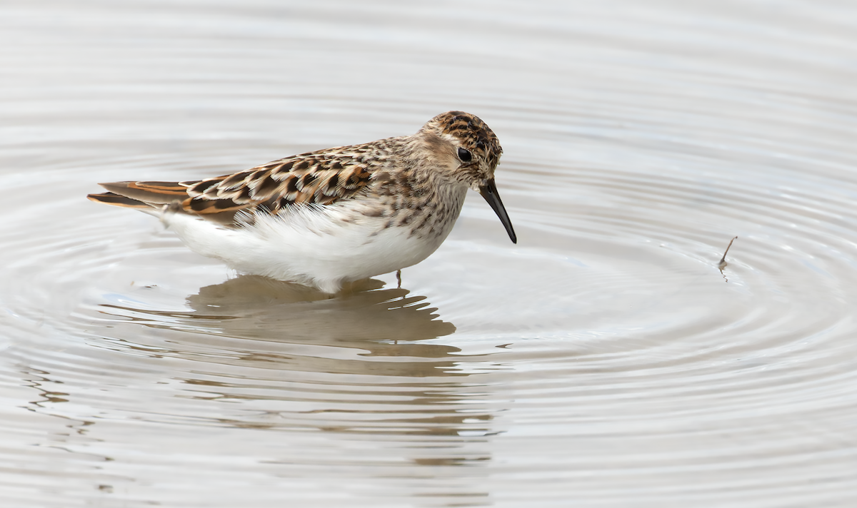 Least Sandpiper - ML634574938