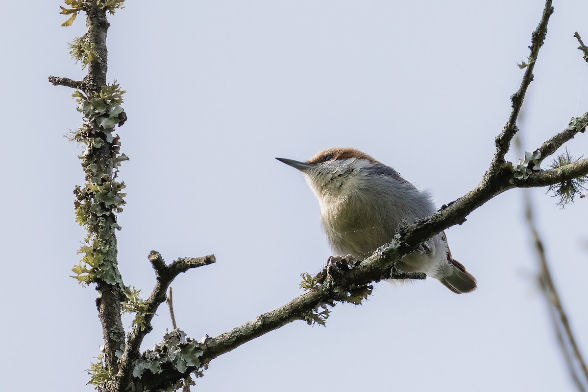 Brown-headed Nuthatch - ML634574942