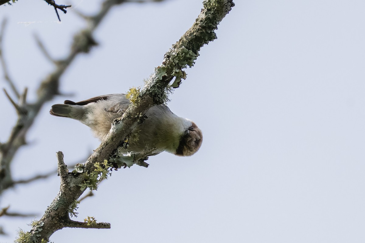 Brown-headed Nuthatch - ML634574943