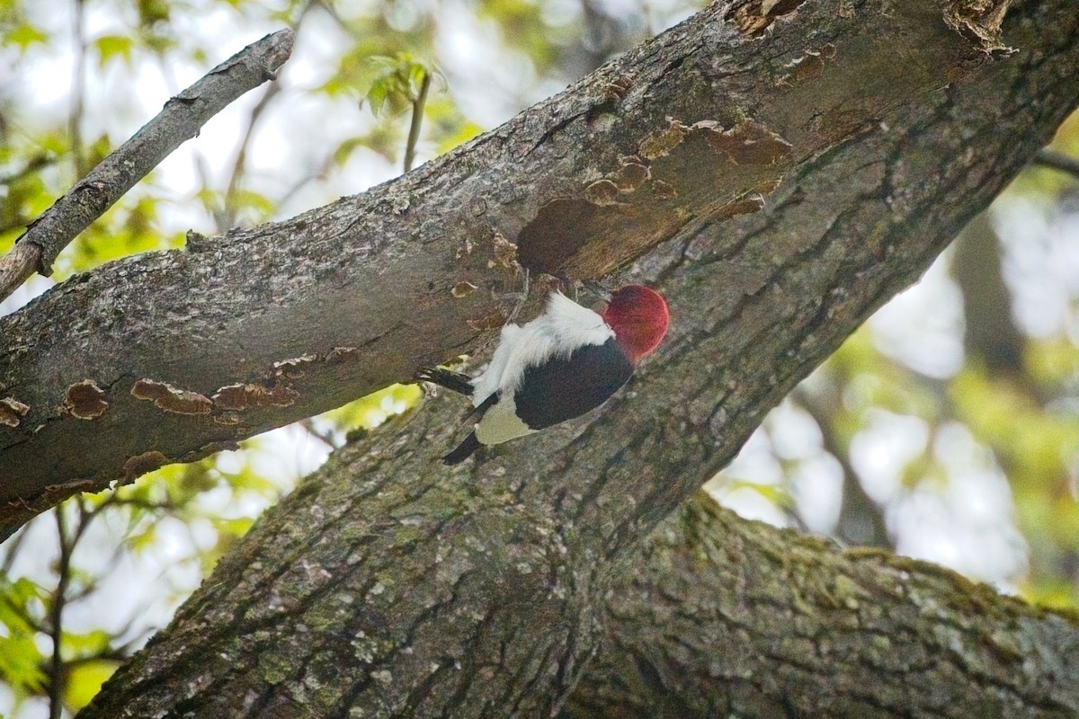 Red-headed Woodpecker - ML634574947