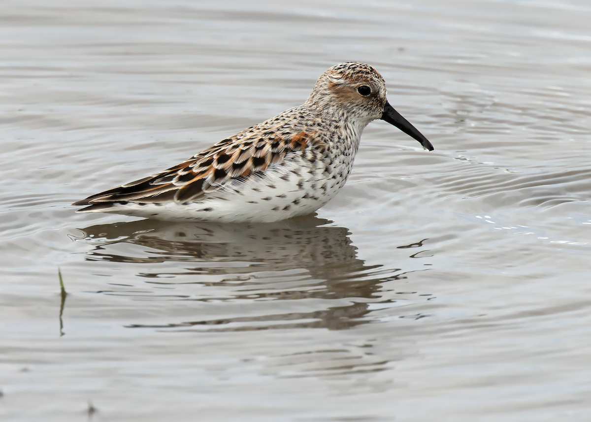 Western Sandpiper - ML634574983