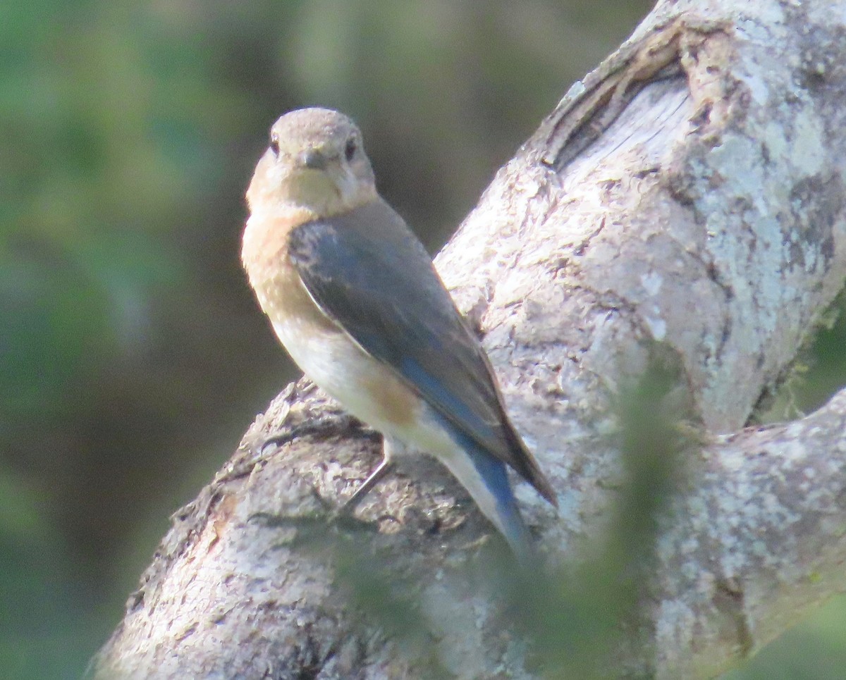 Eastern Bluebird - ML634574985