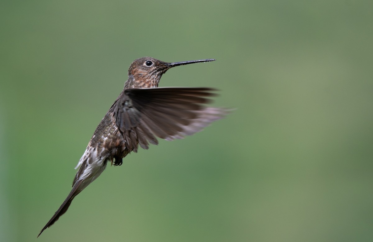 Koca Kolibri - ML634575085