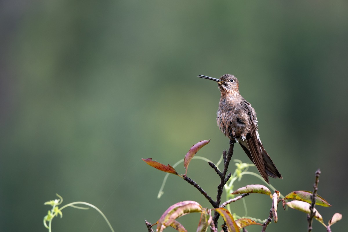 Koca Kolibri - ML634575094