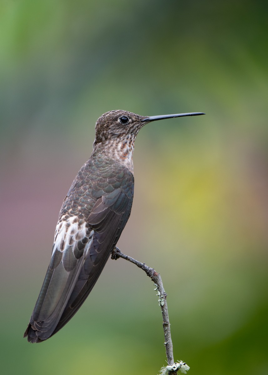 Koca Kolibri - ML634575095