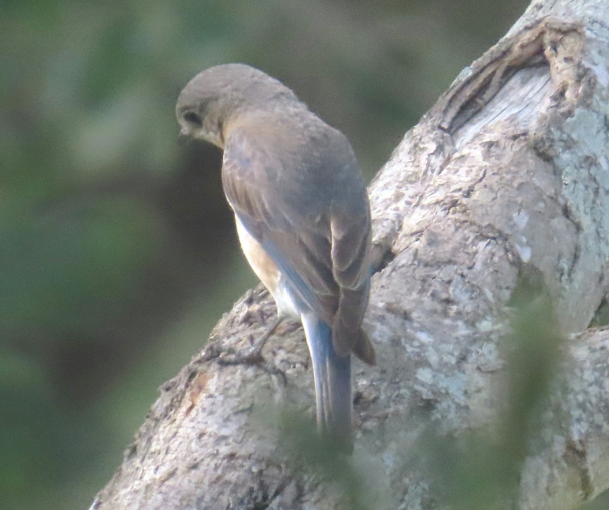 Eastern Bluebird - ML634575284