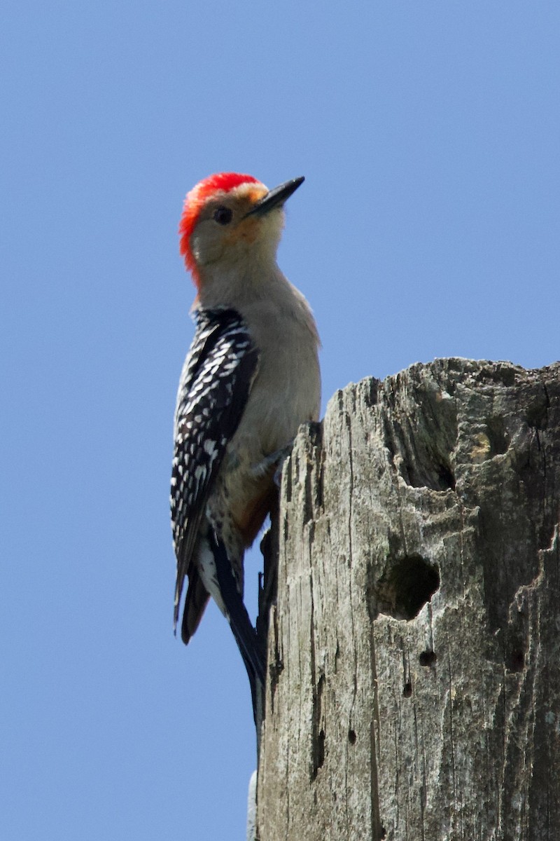 Red-bellied Woodpecker - ML634575349