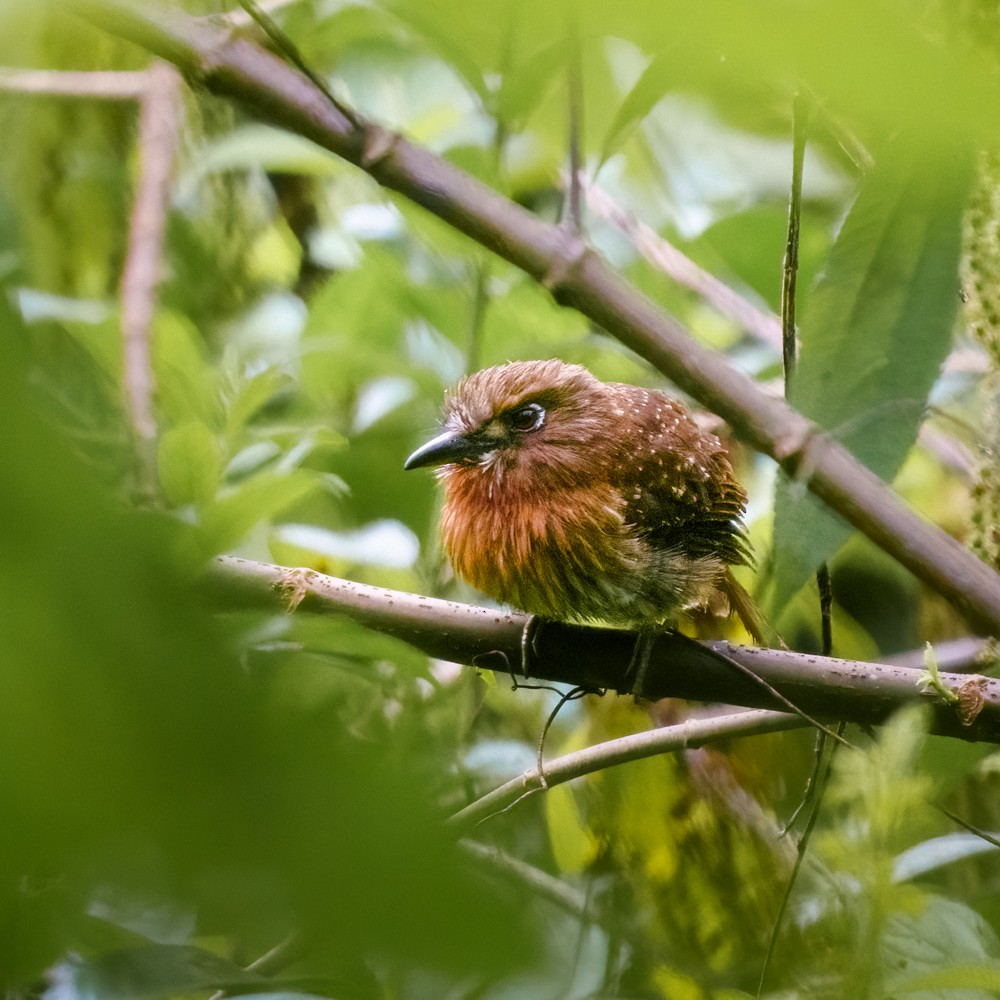Moustached Puffbird - ML634575376
