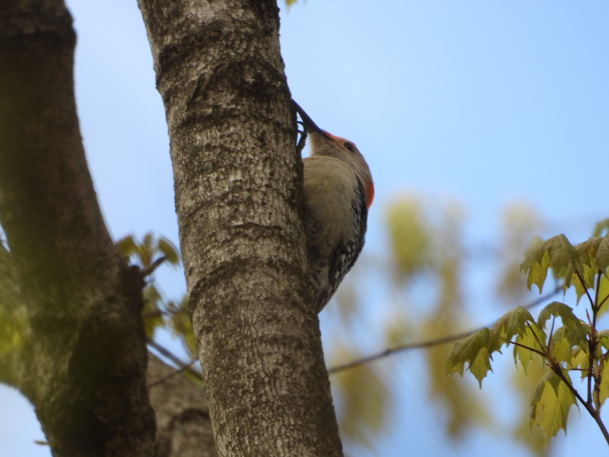 Red-bellied Woodpecker - ML634575382