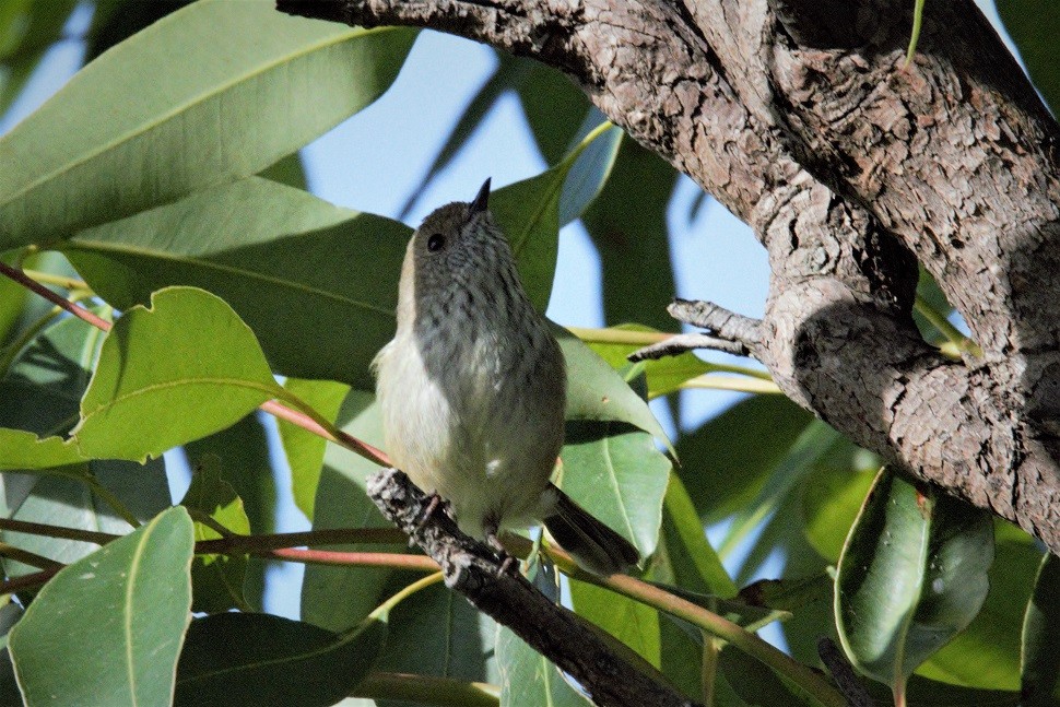 Brown Thornbill - ML63457541