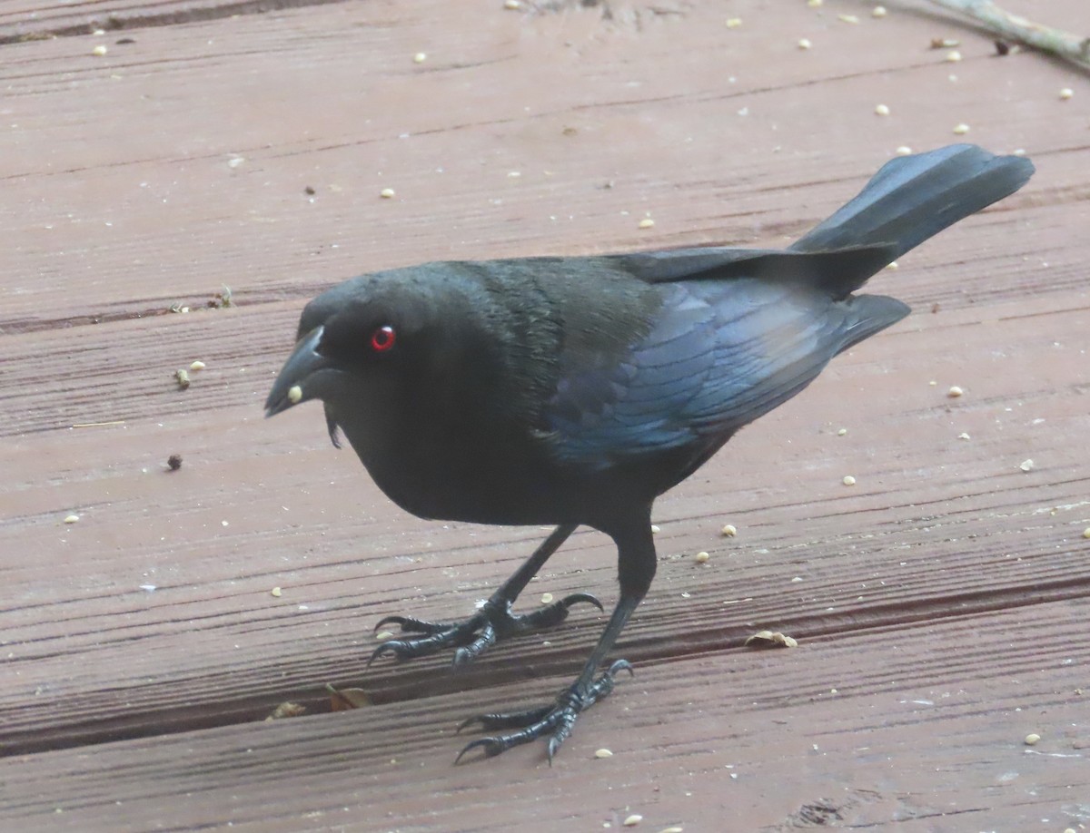 Bronzed Cowbird - ML634575448