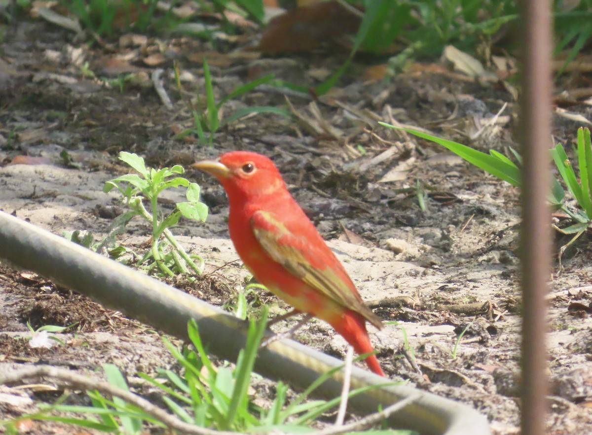 Summer Tanager - ML634575565
