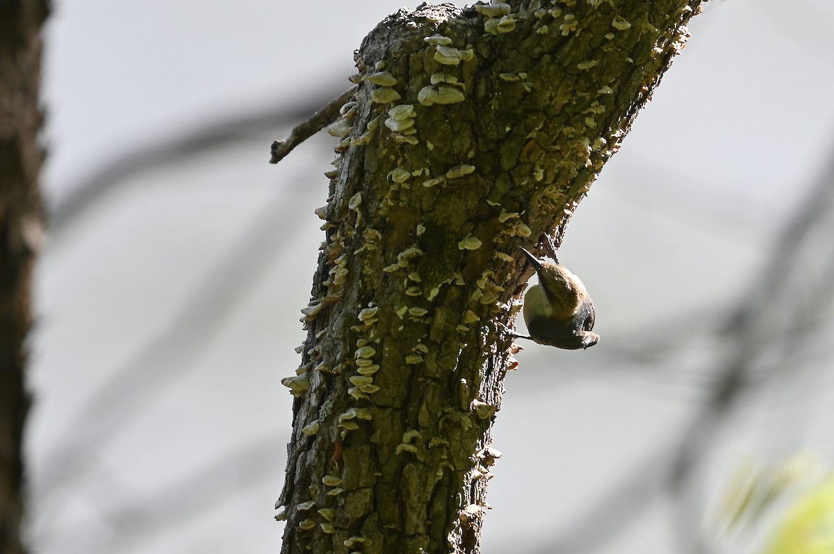 Brown-headed Nuthatch - ML634575570