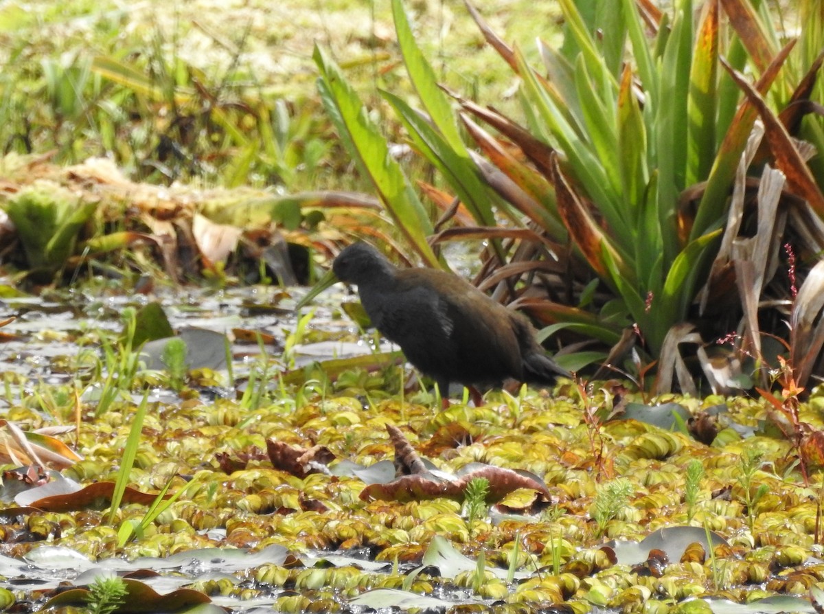 Blackish Rail - ML634575661