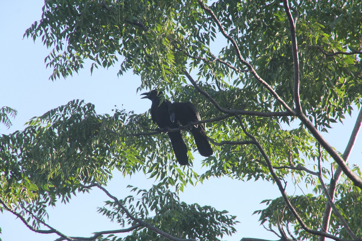 vrána filipínská - ML634575665